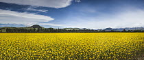 Mustard crop in flower, Canterbury, New Zealand