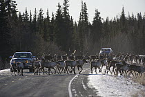 Caribou (Rangifer tarandus) herd migrating across Tok Cut-Off highway, Alaska