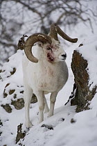 Dall's Sheep (Ovis dalli) ram injured in fight over a female, Yukon, Canada