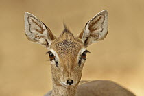 Kirk's Dik-dik (Madoqua kirkii), Samburu-Isiolo Game Reserve, Kenya