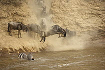 Blue Wildebeest (Connochaetes taurinus) herd and Burchell's Zebra (Equus burchelli) crossing the Mara River during migration, Kenya