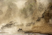 Blue Wildebeest (Connochaetes taurinus) herd crossing the Mara River during migration, Kenya