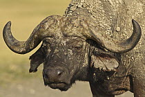 Cape Buffalo (Syncerus caffer) bull, Lake Nakuru National Park, Kenya