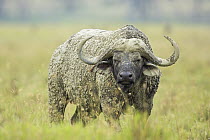 Cape Buffalo (Syncerus caffer) male, Lake Nakuru National Park, Kenya