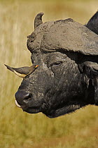 Cape Buffalo (Syncerus caffer) with a Red-billed Oxpecker (Buphagus erythrorhynchus) on its nose, Lake Nakuru National Park, Kenya