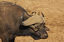 Cape Buffalo (Syncerus caffer) with Red-billed Oxpeckers (Buphagus erythrorhynchus), Lake Nakuru National Park, Kenya
