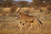 Beisa Gemsbok (Oryx gazella beisa) male running, Samburu-Isiolo Game Reserve, Kenya