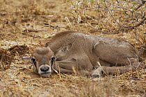 Beisa Gemsbok (Oryx gazella beisa) calf resting, Samburu-Isiolo Game Reserve, Kenya