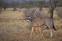 Beisa Gemsbok (Oryx gazella beisa) mother nursing calf, Samburu-Isiolo Game Reserve, Kenya