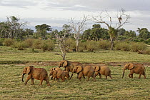 African Elephant (Loxodonta africana) herd, Tsavo East National Park, Kenya