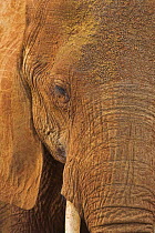 African Elephant (Loxodonta africana), Tsavo East National Park, Kenya