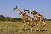 Masai Giraffe (Giraffa tippelskirchi) males fighting, Serengeti National Park, Tanzania