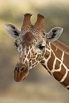 Reticulated Giraffe (Giraffa reticulata), Samburu-Isiolo Game Reserve, Kenya