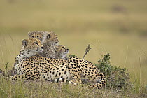 Cheetah (Acinonyx jubatus) mother with cubs, Masai Mara, Kenya