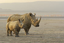 White Rhinoceros (Ceratotherium simum) female with calf, Lake Nakuru, Kenya