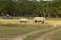 White Rhinoceros (Ceratotherium simum) female with calf being watched by safari tourists, Lake Nakuru, Kenya