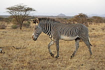 Grevy's Zebra (Equus grevyi) male walking in savannah, Samburu-Isiolo Game Reserve, Kenya