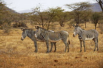 Grevy's Zebra (Equus grevyi), Samburu-Isiolo Game Reserve, Kenya