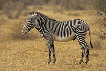 Grevy's Zebra (Equus grevyi) male, Samburu-Isiolo Game Reserve, Kenya