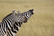Grant's Zebra (Equus burchellii boehmi) male flehming, Masai Mara, Kenya