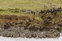 Grant's Zebra (Equus burchellii boehmi) herd drinking along river bank with Blue Wildebeest (Connochaetes taurinus), Masai Mara, Kenya