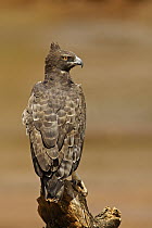 Martial Eagle (Polemaetus bellicosus), Samburu-Isiolo Game Reserve, Kenya