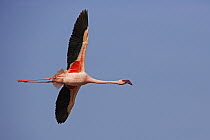 Lesser Flamingo (Phoenicopterus minor) flying, Lake Nakuru National Park, Kenya