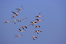 Lesser Flamingo (Phoenicopterus minor) flock flying, Lake Nakuru National Park, Kenya