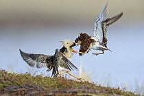 Ruff (Philomachus pugnax) males fighting at lek, Varanger Peninsula,Norway