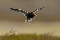 Ruff (Philomachus pugnax) male flying, Varanger Peninsula, Norway