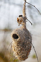 Eurasian Penduline-Tit (Remiz pendulinus) male building its nest, Biebrza National Park, Poland