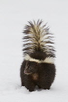 Striped Skunk (Mephitis mephitis) in early spring, North America