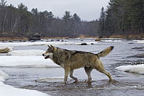 Timber Wolf (Canis lupus) crossing river, Minnesota