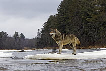 Timber Wolf (Canis lupus) at river, Minnesota