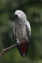African Grey Parrot (Psittacus erithacus), Africa