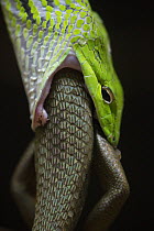 Oriental Whip Snake (Ahaetulla prasina) eating lizard, Singapore