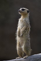 Meerkat (Suricata suricatta) on guard, Africa