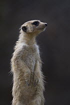 Meerkat (Suricata suricatta) on guard, Africa