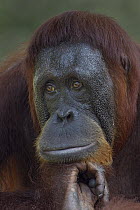 Orangutan (Pongo Pygmaeus) female, Borneo