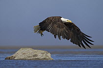 Bald Eagle (Haliaeetus leucocephalus) taking flight, Cook Inlet, Lake Clark National Park, Alaska