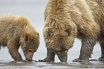 Grizzly Bear (Ursus arctos horribilis) mother and cub digging for clams on tidal flats, Lake Clark National Park, Alaska