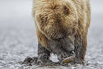 Grizzly Bear (Ursus arctos horribilis) digging for clams on tidal flats, Lake Clark National Park, Alaska