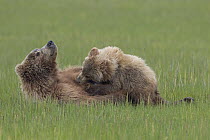 Grizzly Bear (Ursus arctos horribilis) mother nursing cub, Lake Clark National Park, Alaska
