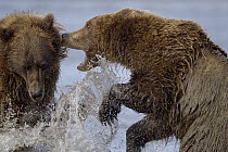 Grizzly Bear (Ursus arctos horribilis) pair fighting for the best fishing spot on river, Lake Clark National Park, Alaska