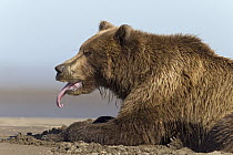 Grizzly Bear (Ursus arctos horribilis) sticking out tongue, Lake Clark National Park, Alaska