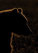 Grizzly Bear (Ursus arctos horribilis) male at sunrise, Lake Clark National Park, Alaska