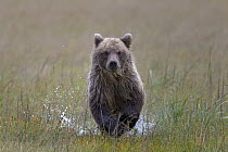 Grizzly Bear (Ursus arctos horribilis) cub running through shallow water, Lake Clark National Park, Alaska