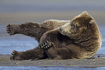 Grizzly Bear (Ursus arctos horribilis) resting on beach, Lake Clark National Park, Alaska