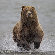 Grizzly Bear (Ursus arctos horribilis) chasing salmon, Lake Clark National Park, Alaska