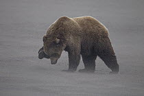 Grizzly Bear (Ursus arctos horribilis) in sandstorm on beach protecting its eyes, Lake Clark National Park, Cook Inlet, Alaska